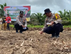 Polres Kubu Raya dan Petani Bersinergi, Satu Hektare Jagung Ditanam