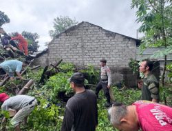Pohon Tumbang Timpa Warung Kopi di Kubu Raya, Polisi Imbau Waspada Cuaca Ekstrem