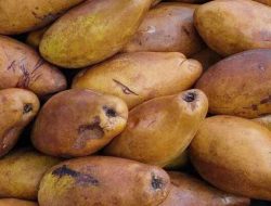 Kemang, Buah Tropis Segar yang Masih Satu Keluarga dengan Mangga