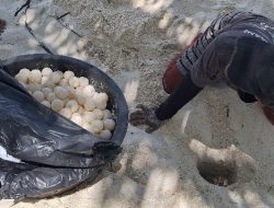 Telur Penyu Diselundupkan dalam Kardus dan Ransel, Petugas Ungkap Modus Licik